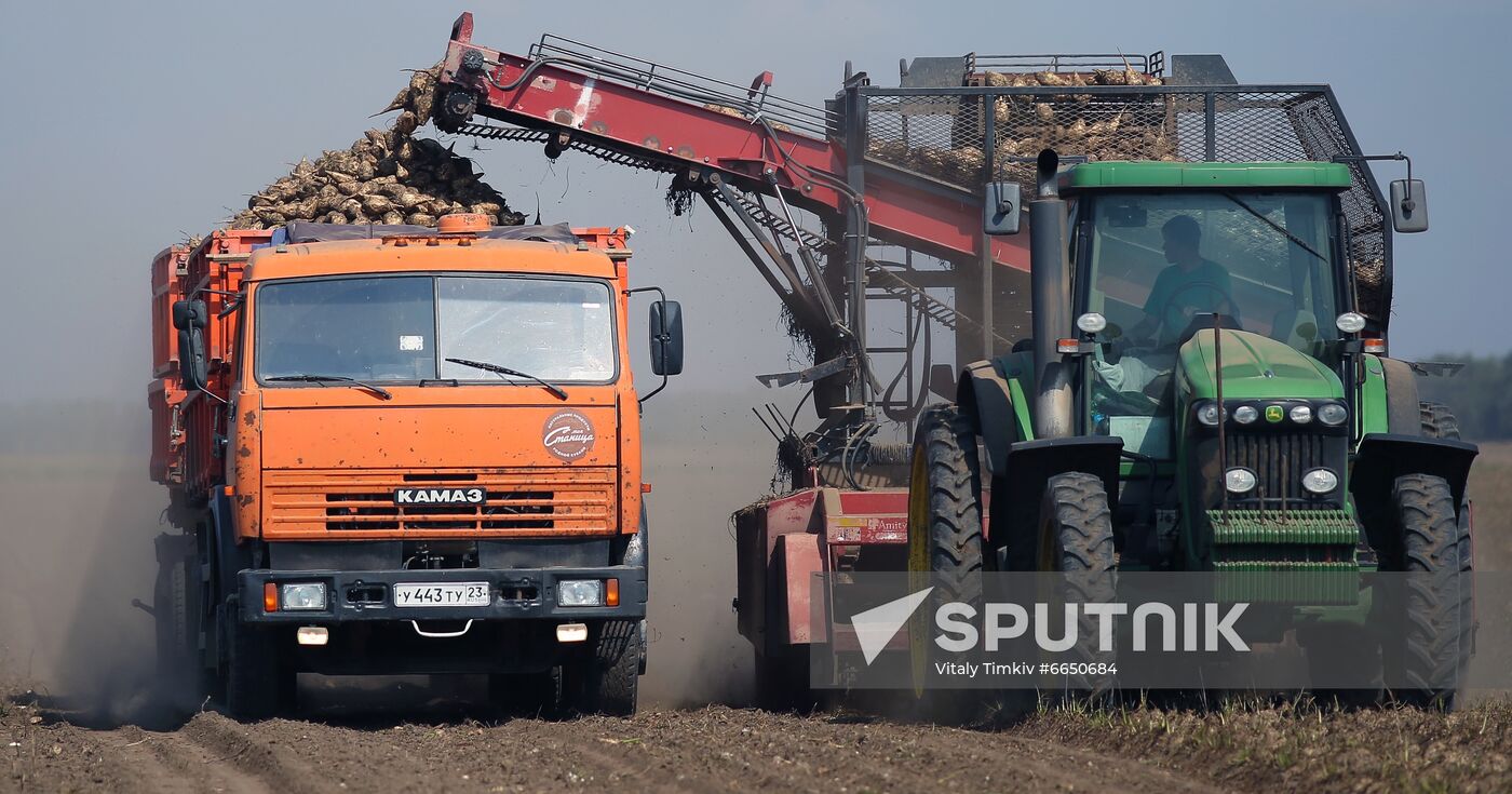 Russia Sugar Beet Harvest