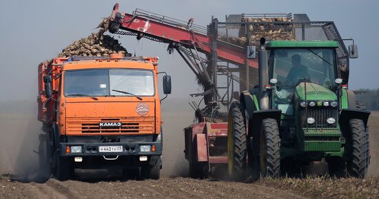 Russia Sugar Beet Harvest