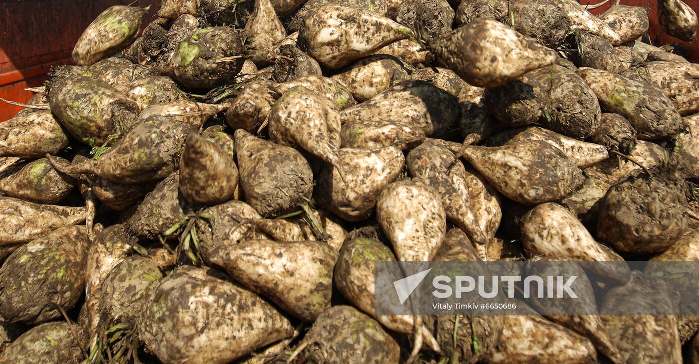 Russia Sugar Beet Harvest