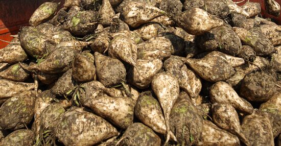Russia Sugar Beet Harvest