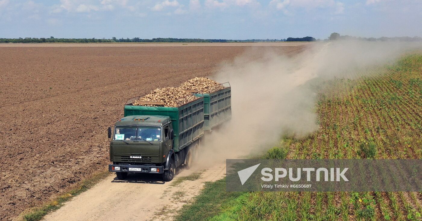 Russia Sugar Beet Harvest