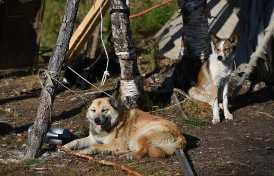 Russia Yamal Peninsula Indigenous People