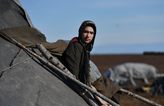 Russia Yamal Peninsula Indigenous People