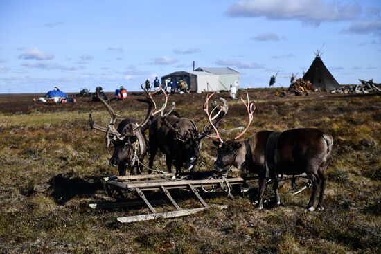 Russia Yamal Peninsula Indigenous People