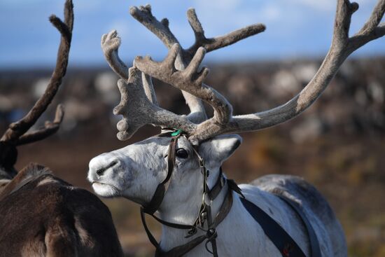 Russia Yamal Peninsula Indigenous People