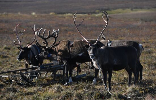 Russia Yamal Peninsula Indigenous People