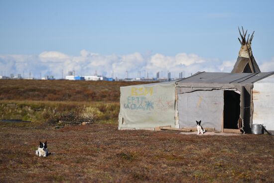 Russia Yamal Peninsula Indigenous People