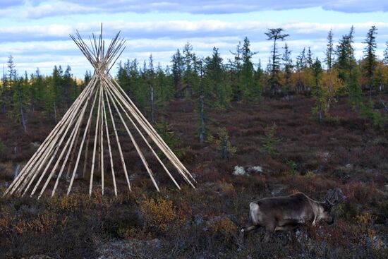 Russia Yamal Peninsula Indigenous People