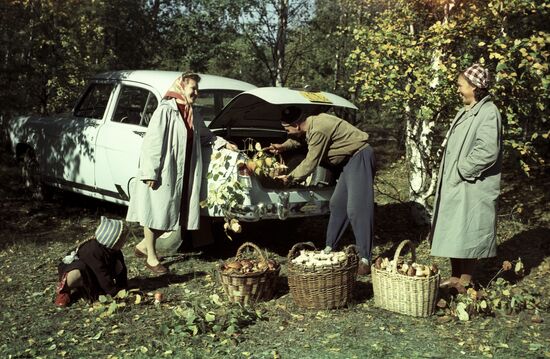 Mushroom picking outsie of Moscow