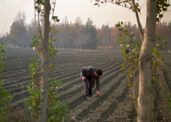 Forestry of Fergana Region
