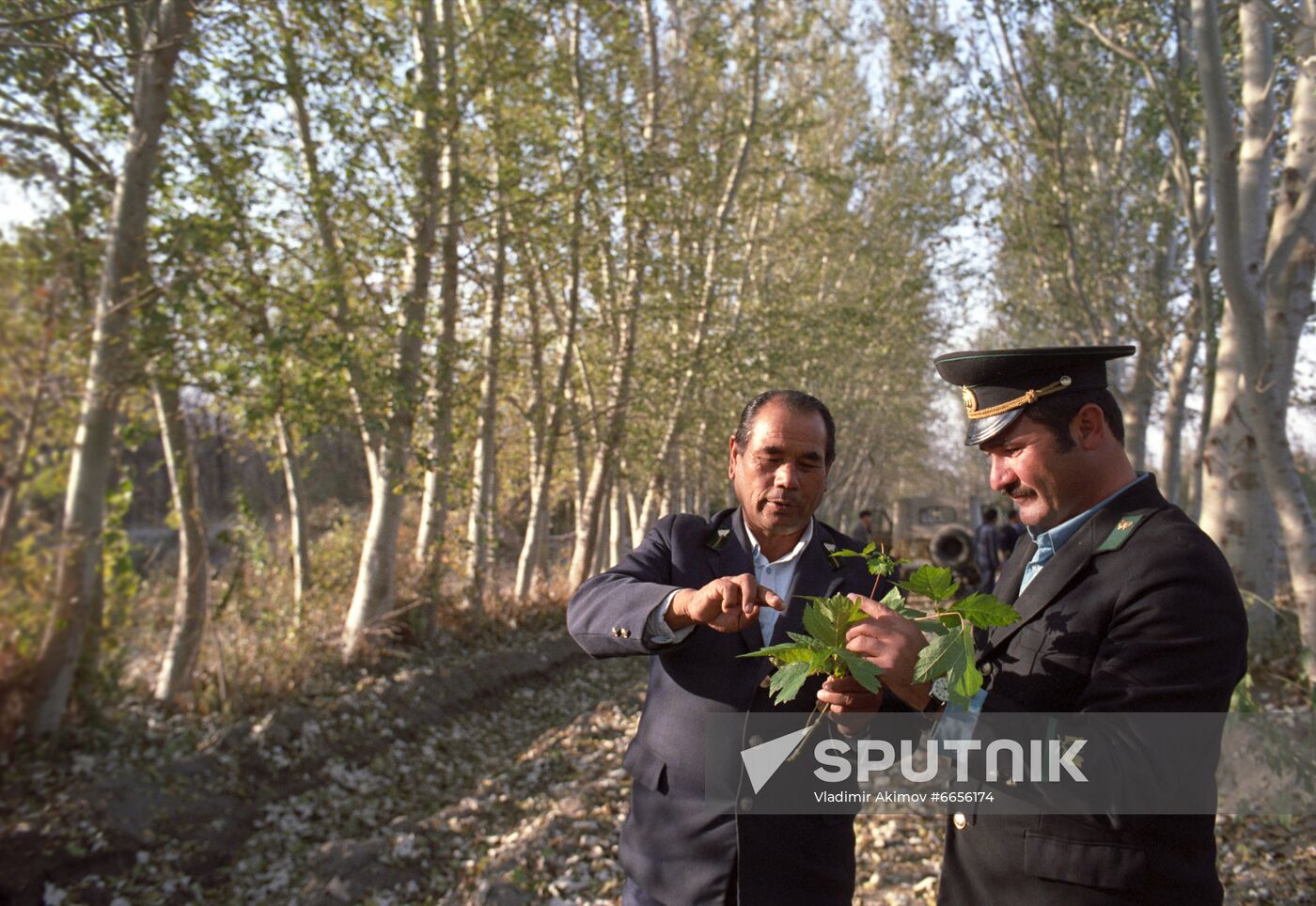 Forestry of Fergana Region