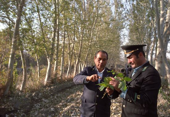 Forestry of Fergana Region