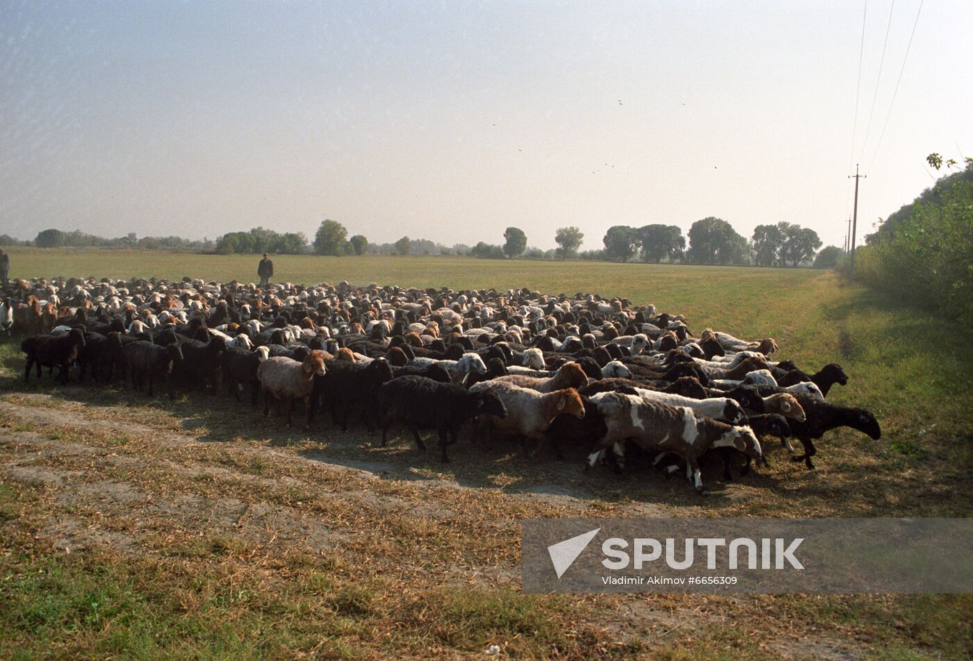 A farm  owned by Kokand fats-and-oils factory