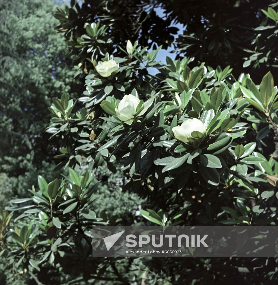 Sukhumi botanical garden in Abkhazia
