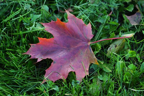 Maple leaf
