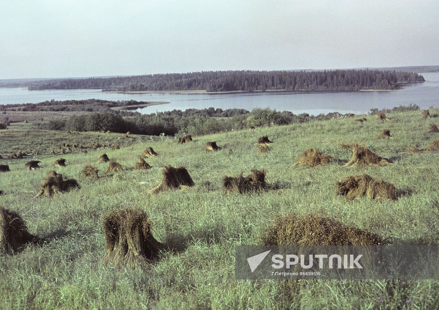 Flax field near Lake Valdai