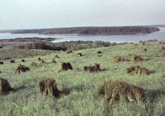 Flax field near Lake Valdai