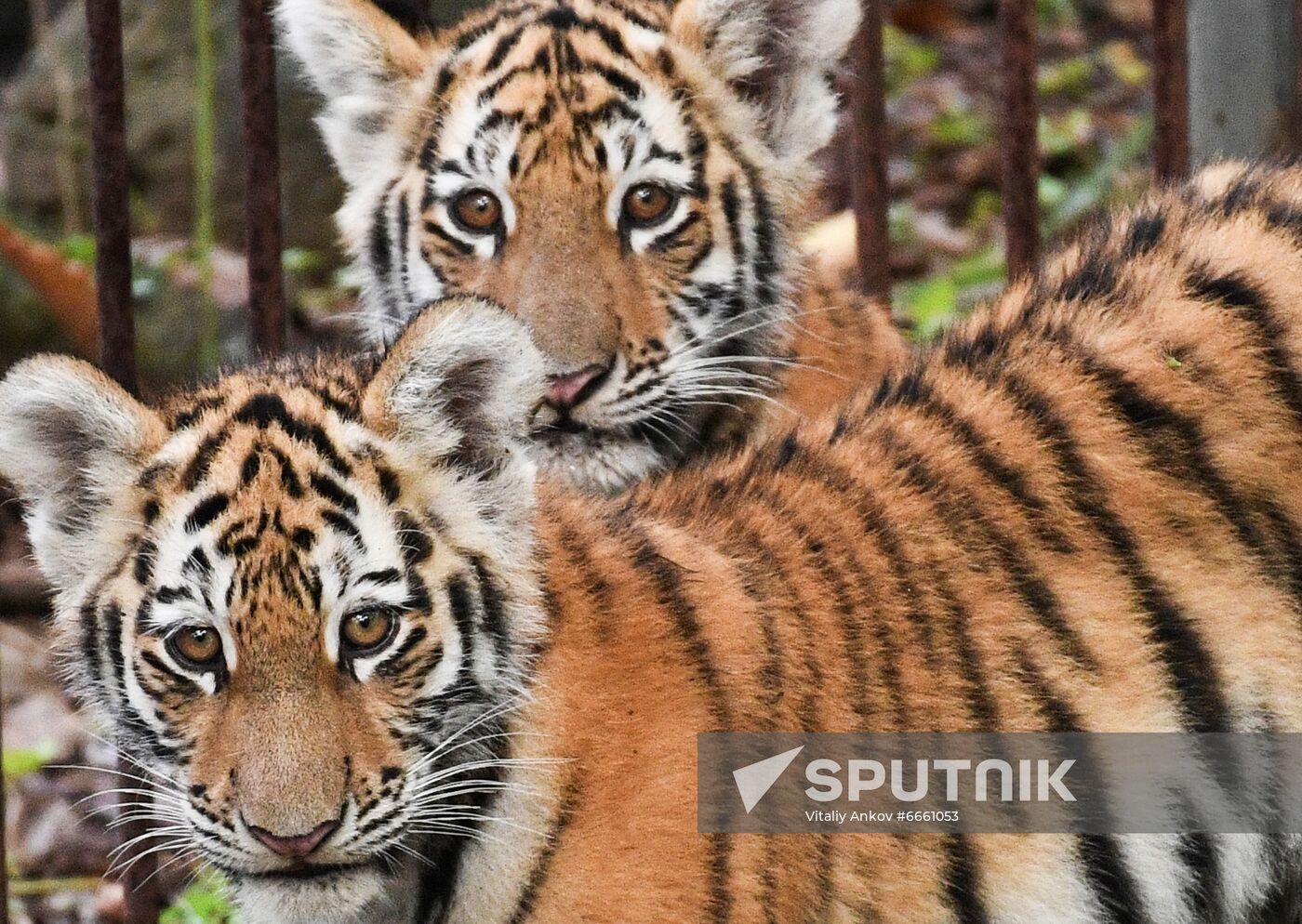 Russia Tigers Safari Park