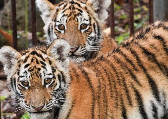 Russia Tigers Safari Park
