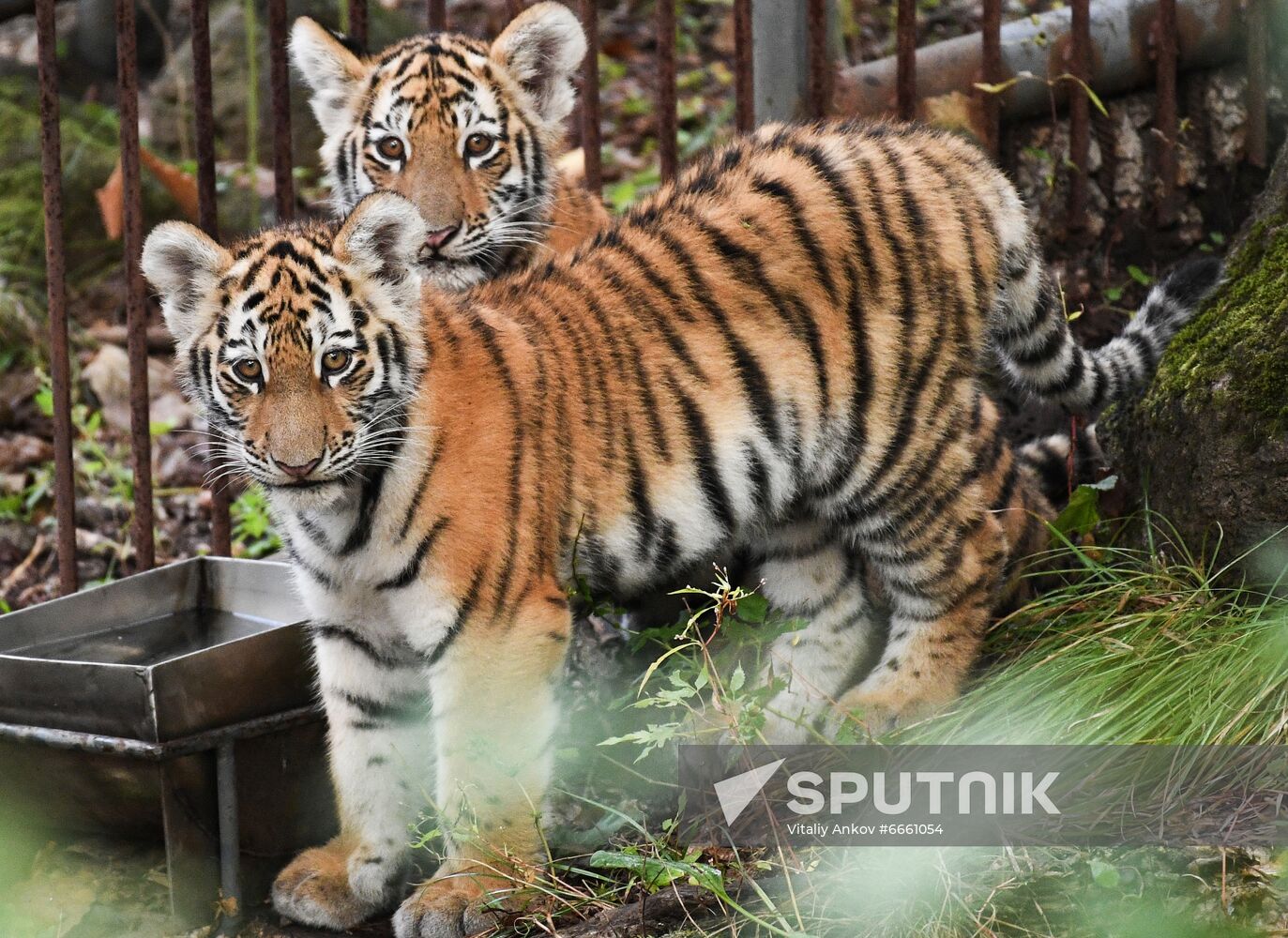 Russia Tigers Safari Park