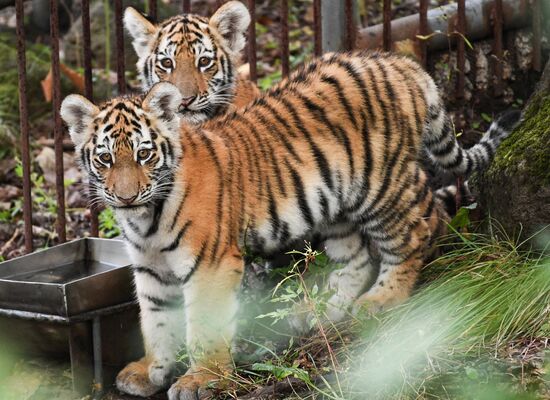 Russia Tigers Safari Park