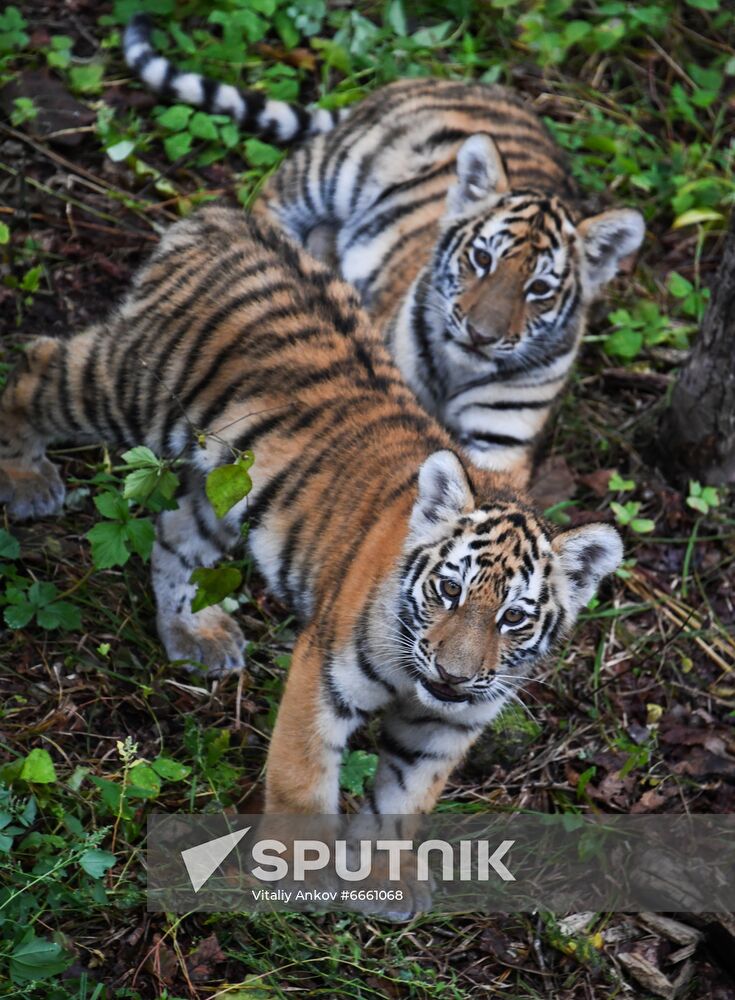 Russia Tigers Safari Park