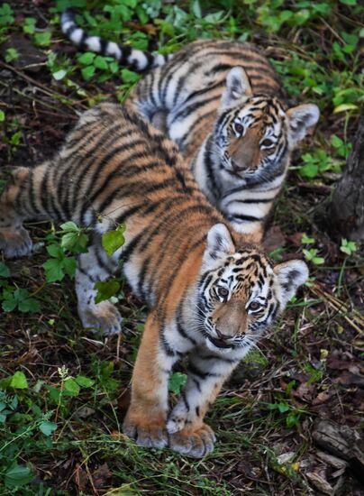 Russia Tigers Safari Park