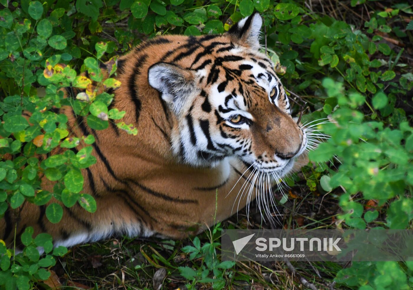 Russia Tigers Safari Park