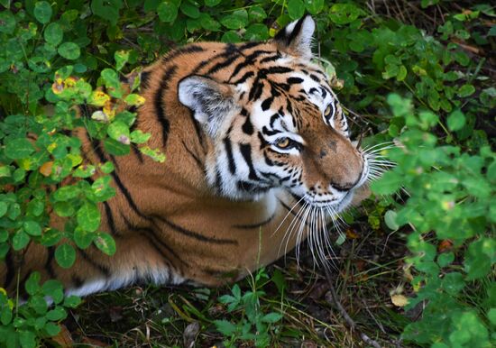 Russia Tigers Safari Park