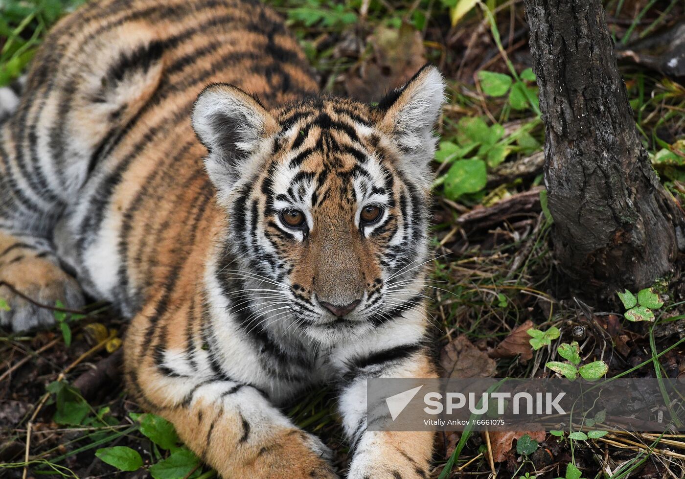 Russia Tigers Safari Park