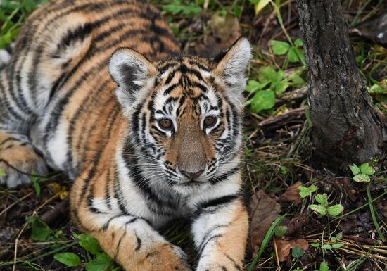 Russia Tigers Safari Park