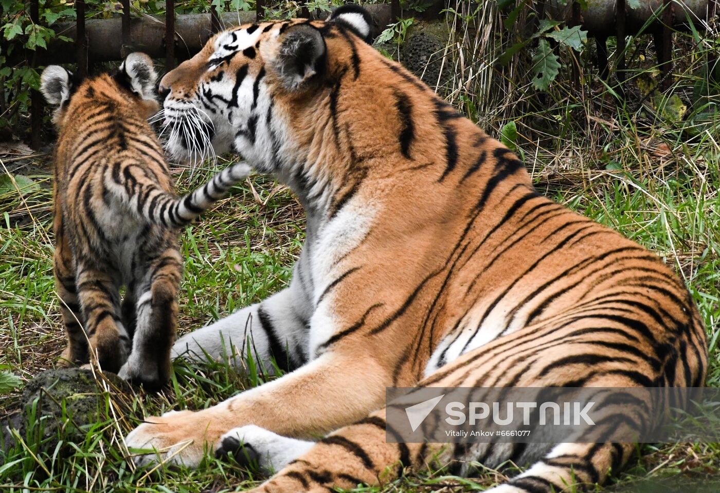 Russia Tigers Safari Park
