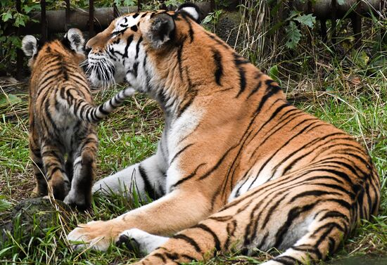 Russia Tigers Safari Park