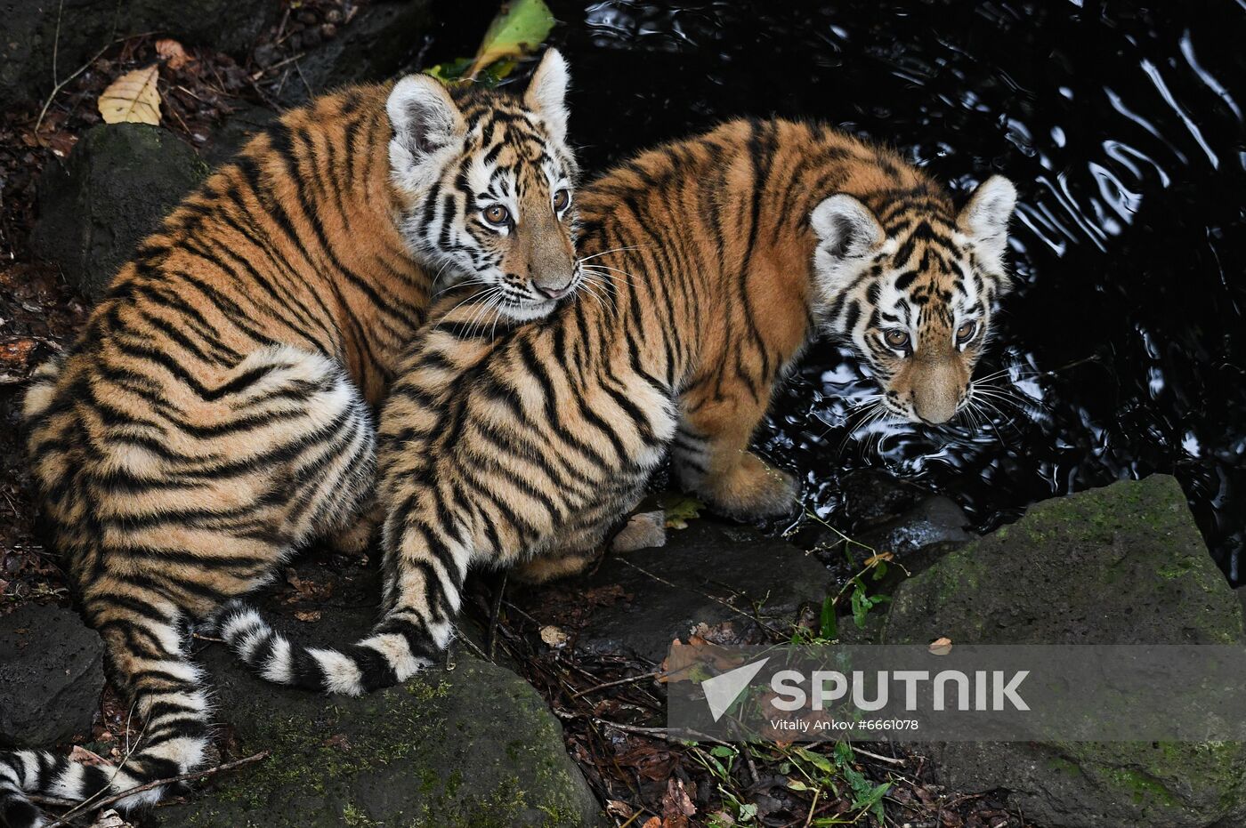 Russia Tigers Safari Park