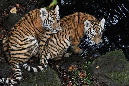 Russia Tigers Safari Park