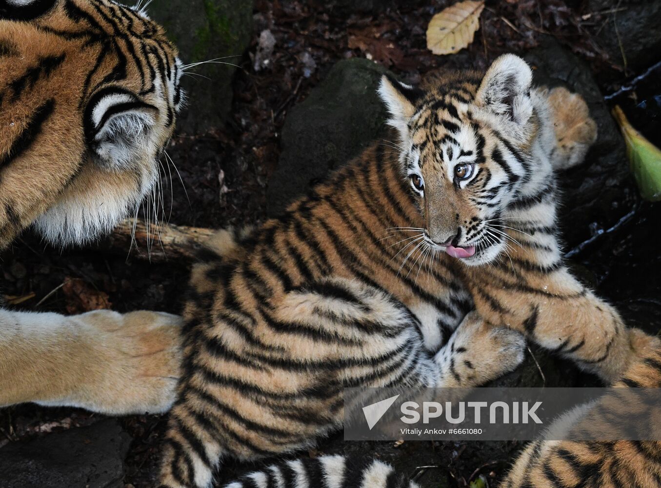 Russia Tigers Safari Park