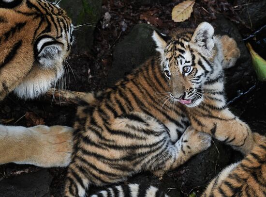 Russia Tigers Safari Park