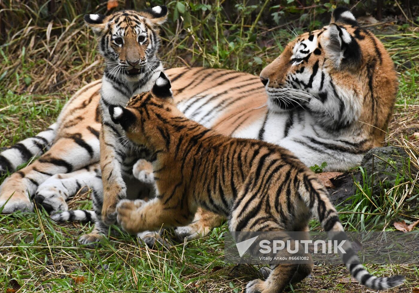 Russia Tigers Safari Park