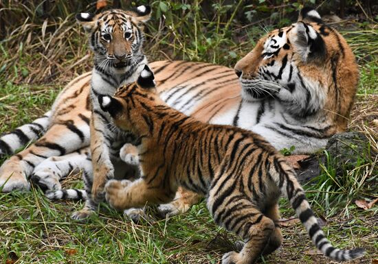 Russia Tigers Safari Park