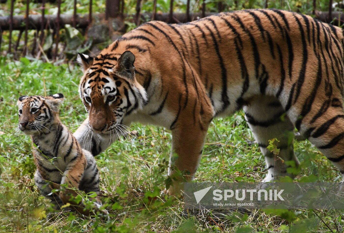 Russia Tigers Safari Park