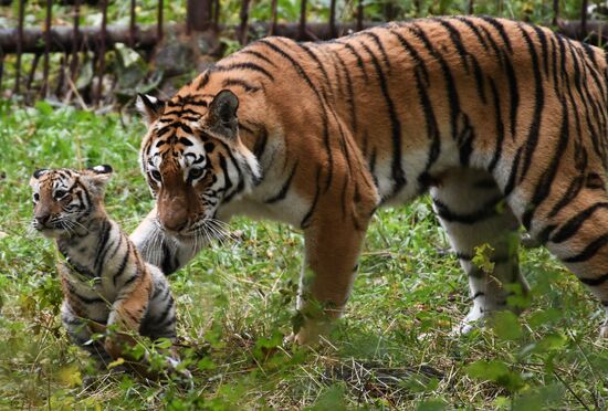 Russia Tigers Safari Park