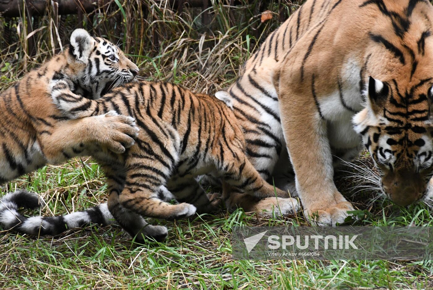 Russia Tigers Safari Park