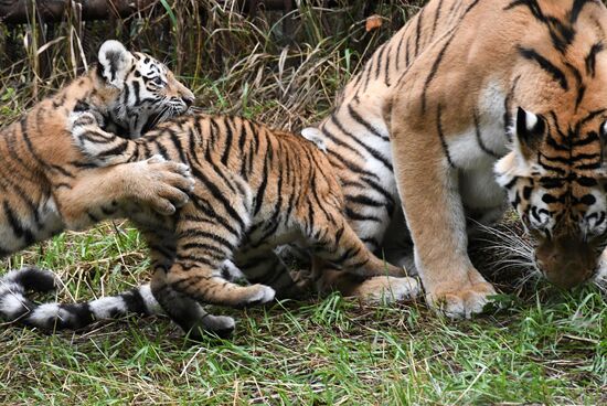 Russia Tigers Safari Park