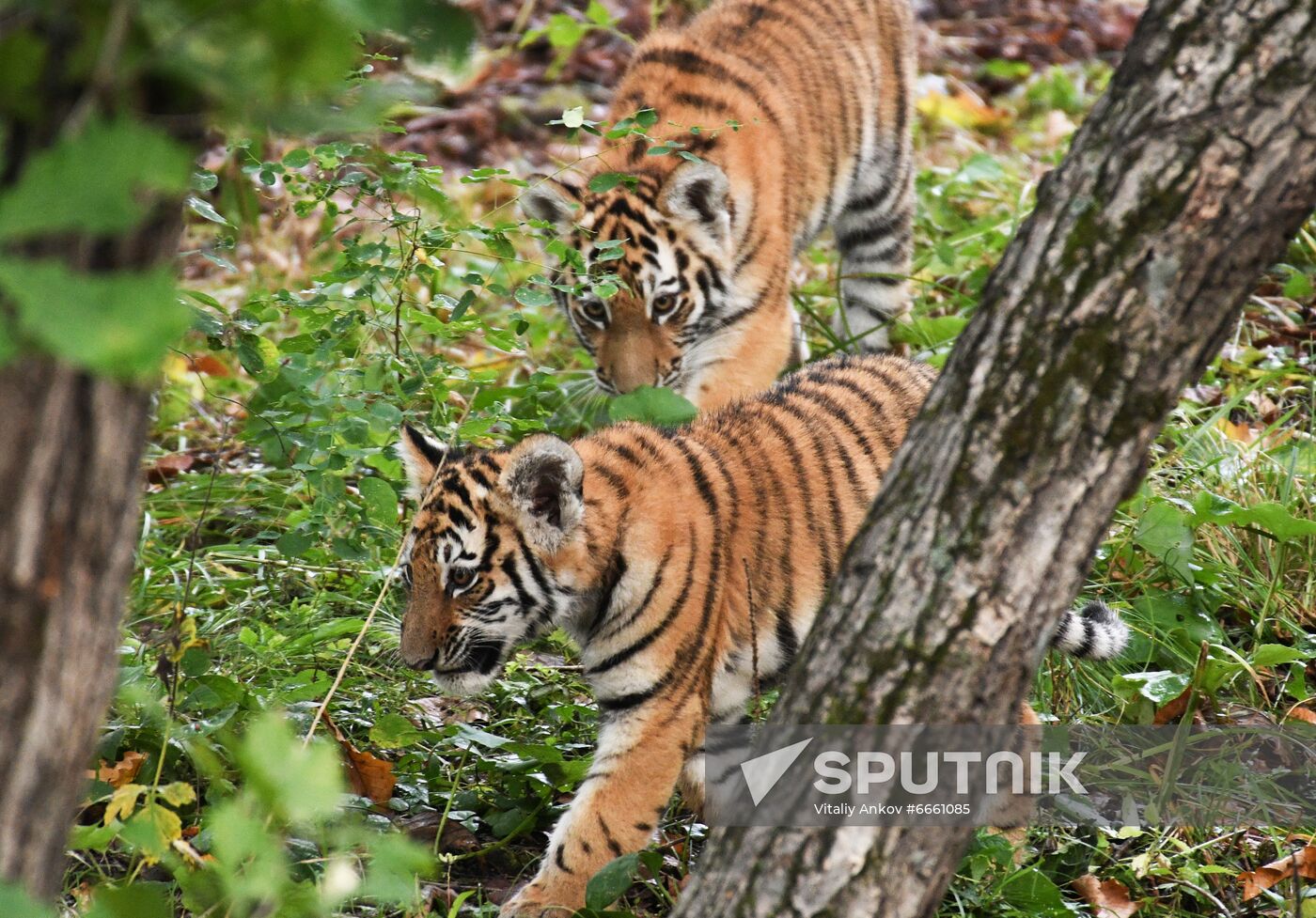 Russia Tigers Safari Park