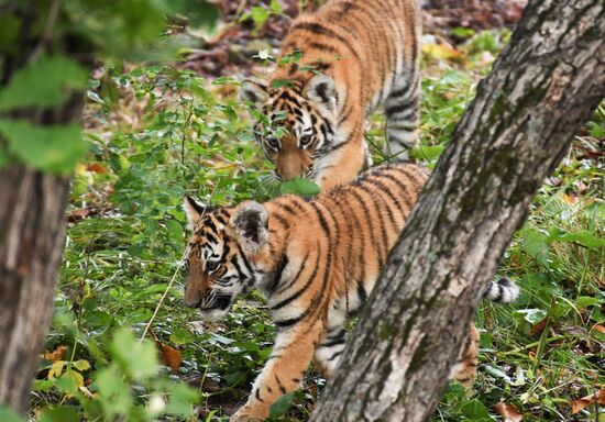 Russia Tigers Safari Park