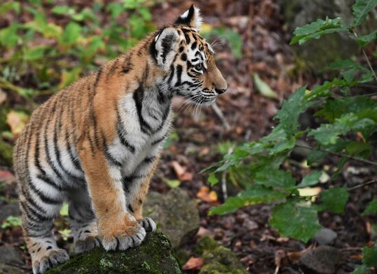 Russia Tigers Safari Park