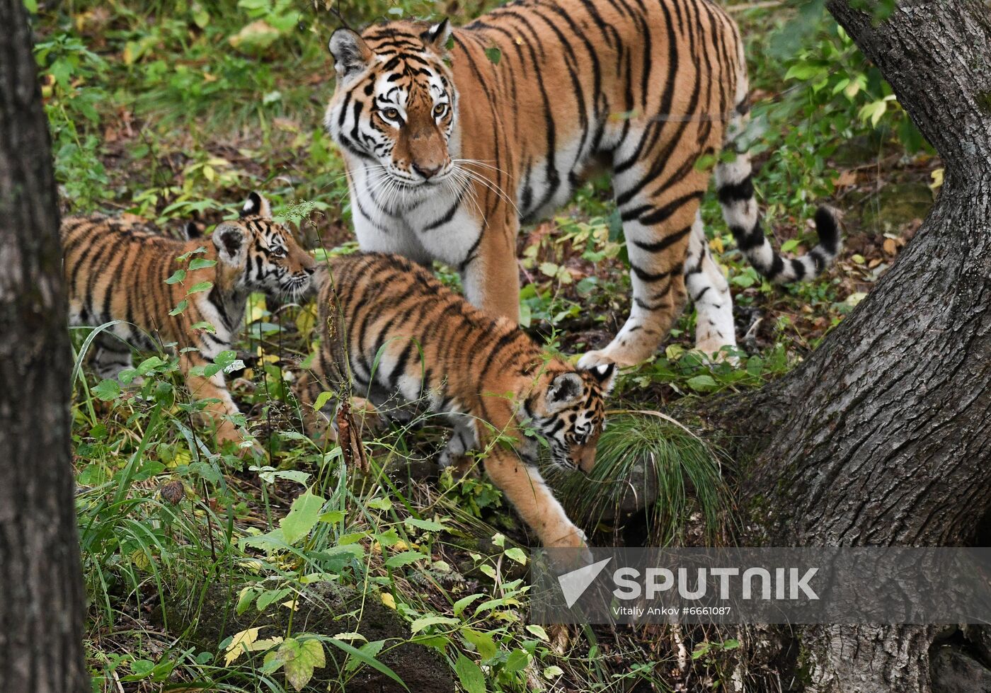 Russia Tigers Safari Park
