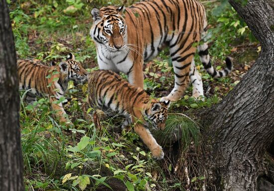 Russia Tigers Safari Park
