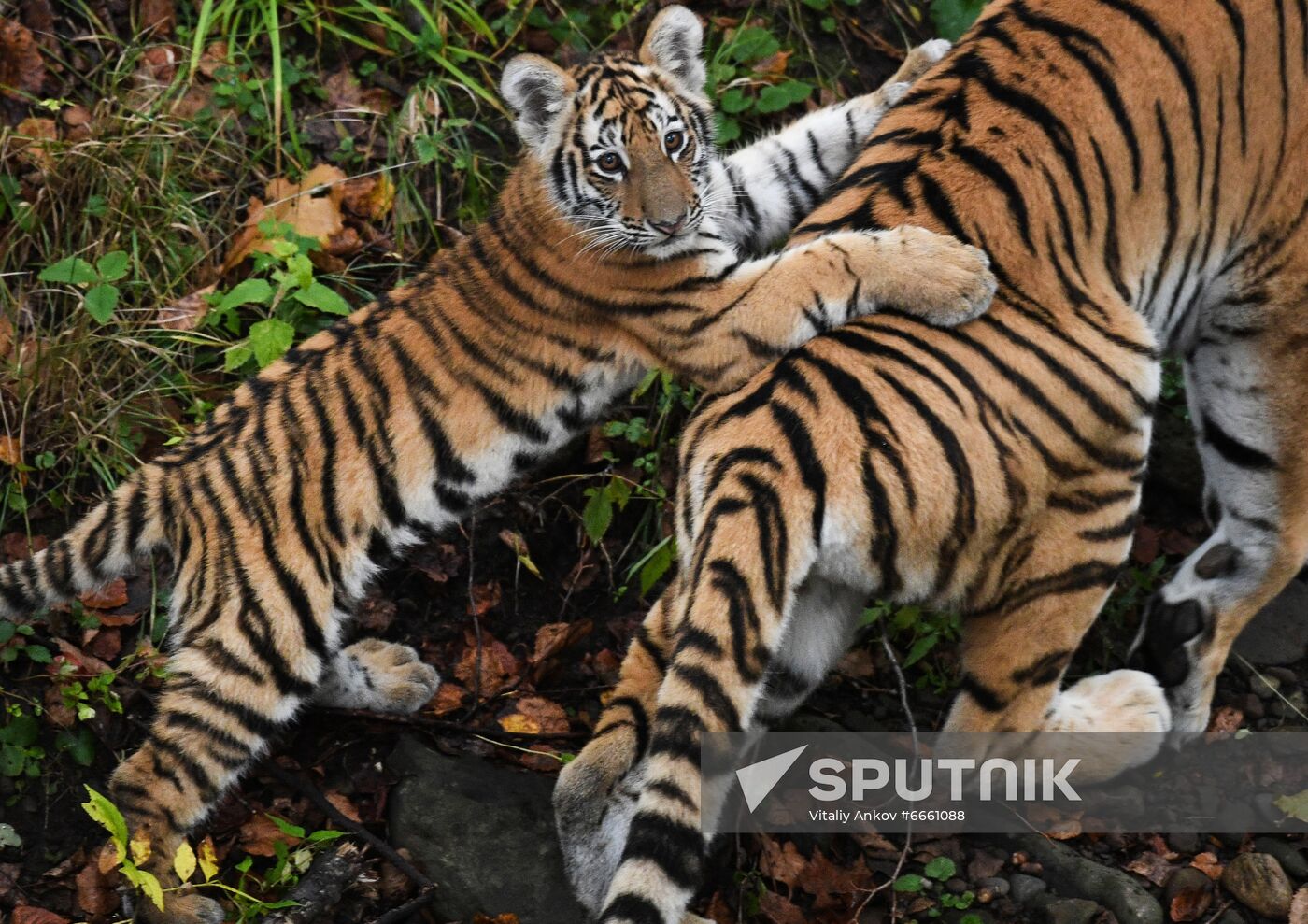 Russia Tigers Safari Park