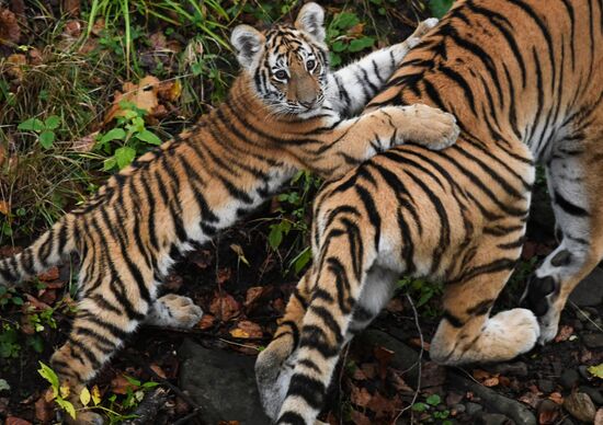 Russia Tigers Safari Park
